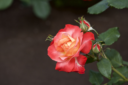 Rose in gardenの写真素材
