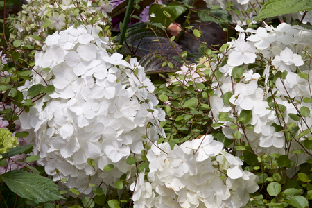 Hydrangea in gardenの写真素材