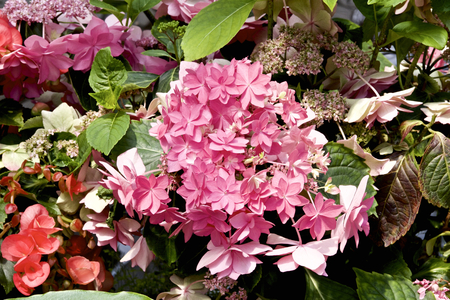 Hydrangea in gardenの写真素材