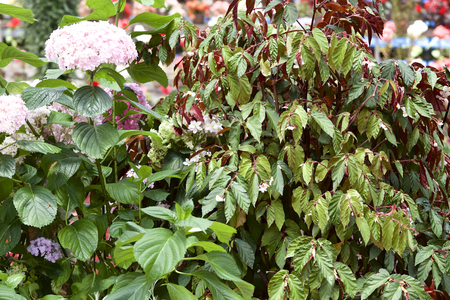 Begonia leafの写真素材