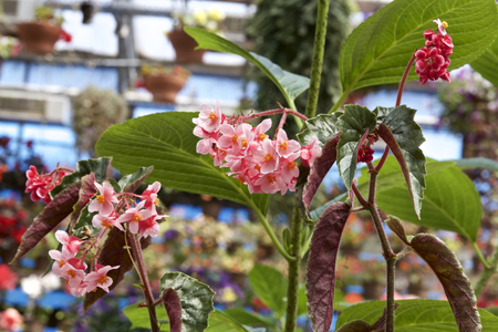 Begonia in gardenの写真素材