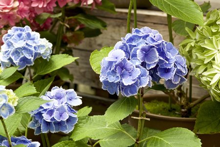 Hydrangea in gardenの写真素材