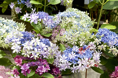 Hydrangea in gardenの写真素材