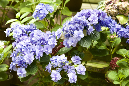 Hydrangea in gardenの写真素材