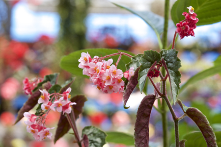 Begonia in gardenの写真素材