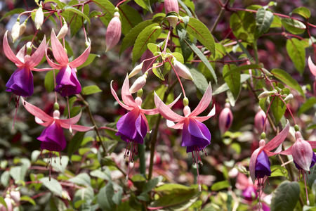 Fuchsia in gardenの写真素材