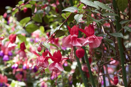 Fuchsia in gardenの写真素材