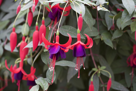 Fuchsia in gardenの写真素材