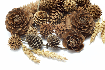 Various seedsの写真素材