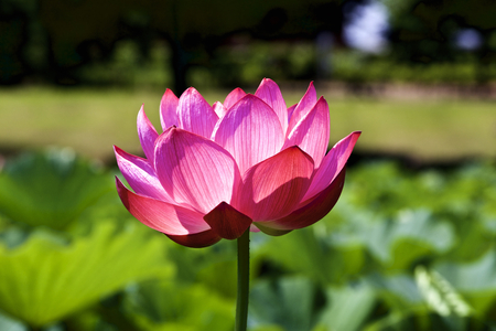 Lotus which shinesの写真素材
