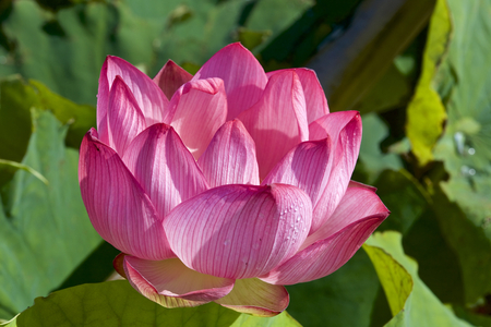 Lotus which shinesの写真素材