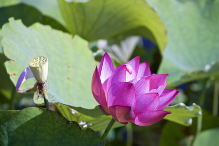 Lotus which shinesの写真素材