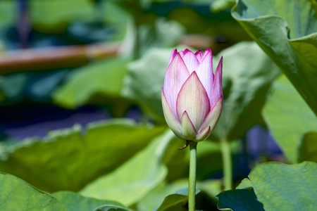 Floral bud of lotusの写真素材