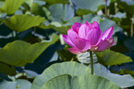 Lotus which shinesの写真素材
