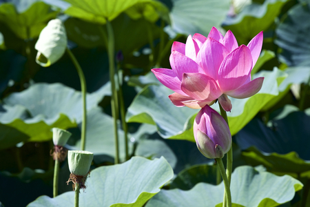 Lotus which shinesの写真素材
