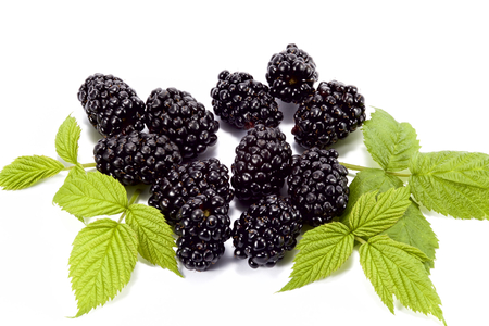 Blackberry isolated on whiteの写真素材