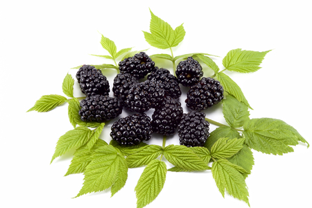 Blackberry  isolated on white.の写真素材