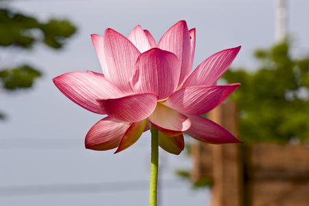 Beautiful Lotus flowerの写真素材