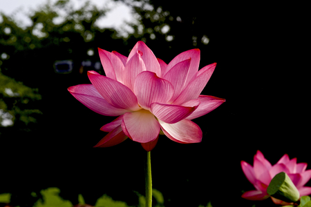 Beautiful Lotus flowerの写真素材
