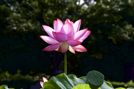 Beautiful Lotus flowerの写真素材