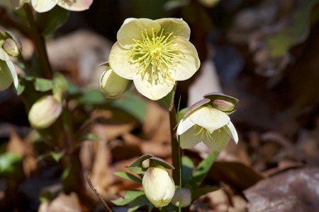 Cream hellebore flowers in the forestの写真素材