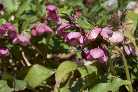 Red hellebores flowers in the forestの写真素材