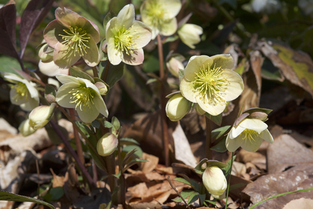 Cream hellebore flowers in the forestの写真素材