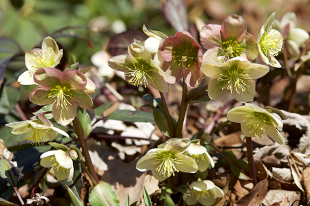 Cream hellebore flowers in the forestの写真素材