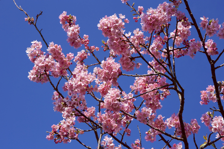 Beautiful cherry blossoms in Japanの写真素材