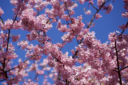 Beautiful cherry blossoms in Japanの写真素材