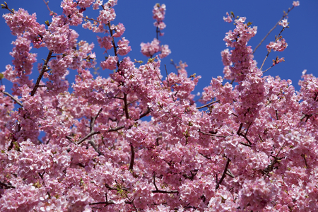 Beautiful cherry blossoms in Japanの写真素材