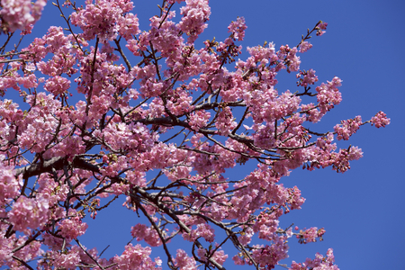 Beautiful cherry blossoms in Japanの写真素材