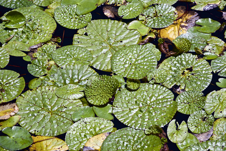 Leaf of water lilyの写真素材