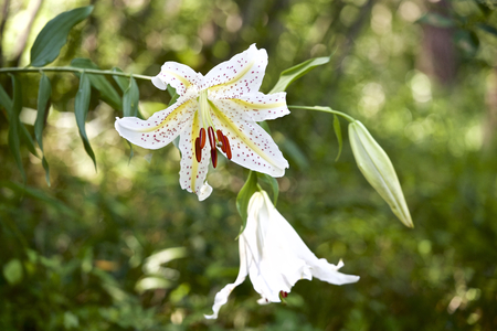 Golden rayed lilyの写真素材