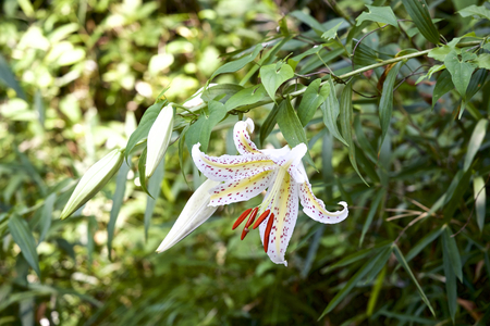 Golden rayed lilyの写真素材
