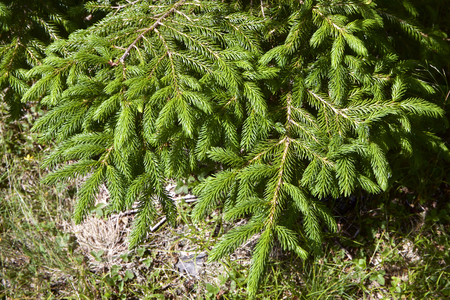 Fir treeの写真素材