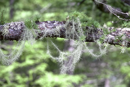 Usnea which lives off trunk of larch in a forestの写真素材