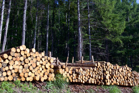 Felled lumberの写真素材