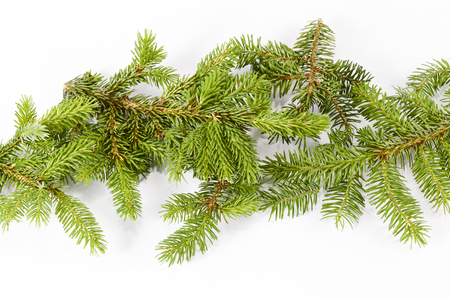 Fir tree ornamentの写真素材