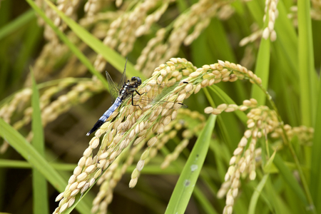 Orthetrum albistylumの写真素材