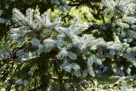 Autumn silver fir treeの写真素材