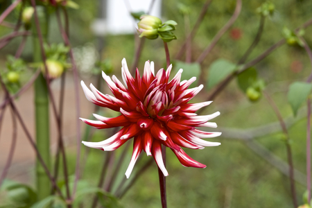 Red dahlia in gardenの写真素材