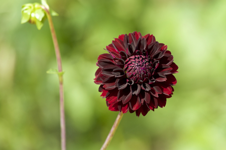 Wine red dahliaの写真素材
