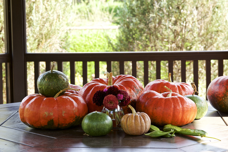 Pumpkinの写真素材