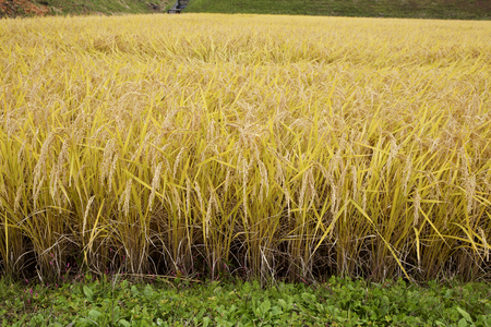 Ear of riceの写真素材