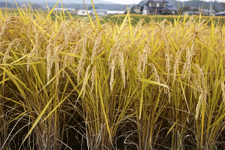 Ear of riceの写真素材