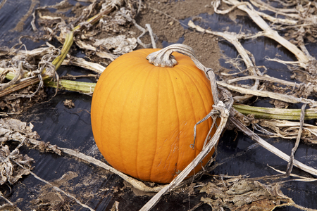 Pumpkin patch in a fieldの写真素材