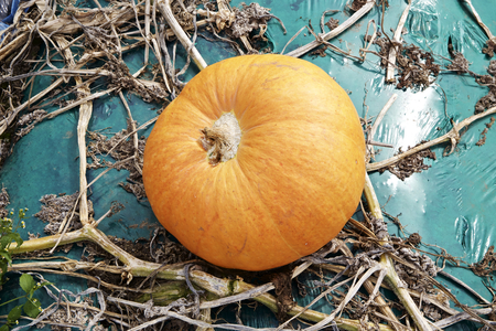 Pumpkin patch in a fieldの写真素材