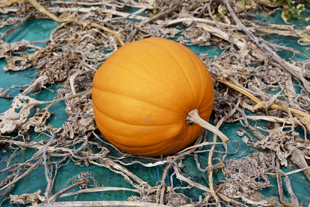 Pumpkin patch in a fieldの写真素材