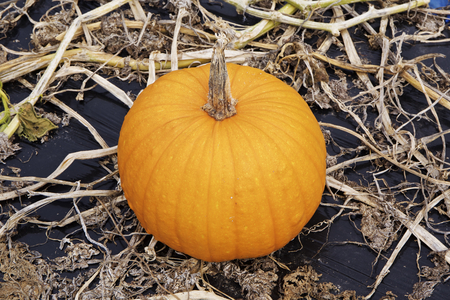 Pumpkin patch in a fieldの写真素材